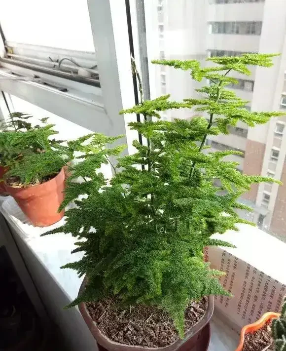 16種耐陰花,就算陽光不足,也能年年生長、開花