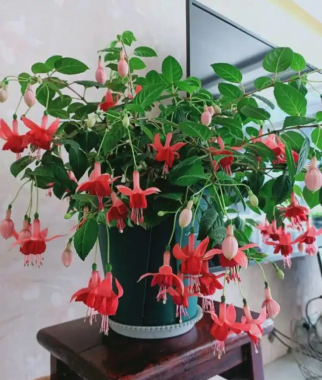 16種耐陰花,就算陽光不足,也能年年生長、開花