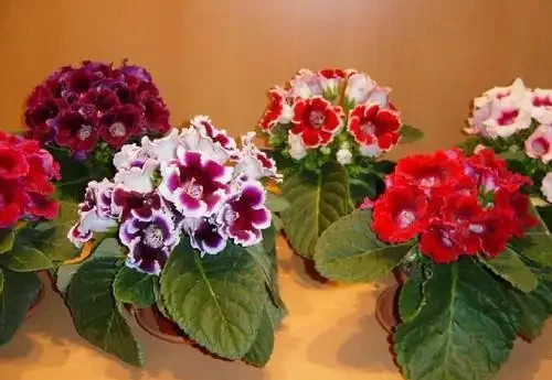 16種耐陰花,就算陽光不足,也能年年生長、開花