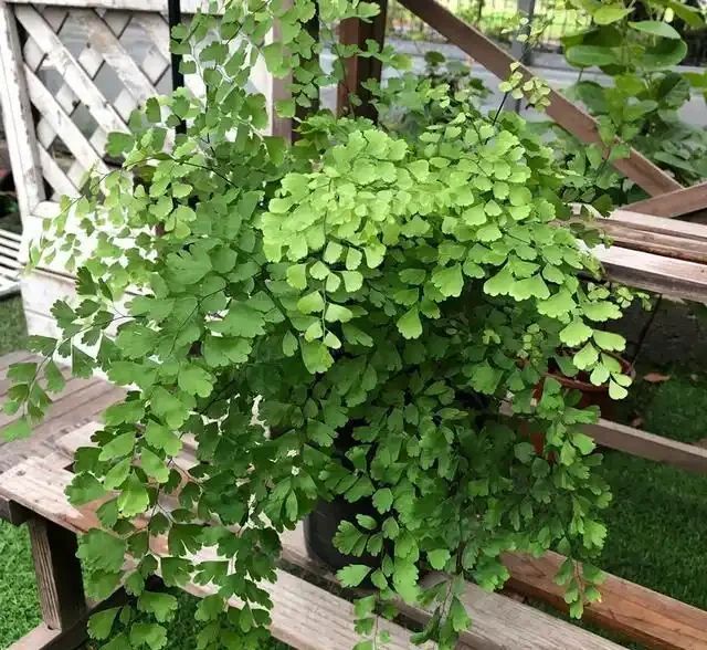 16種耐陰花,就算陽光不足,也能年年生長、開花