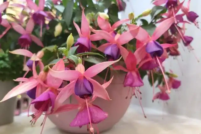 16種耐陰花,就算陽光不足,也能年年生長、開花