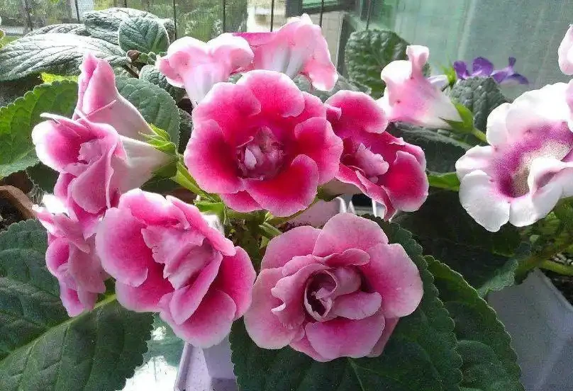 16種耐陰花，就算陽光不足，也能年年生長、開花