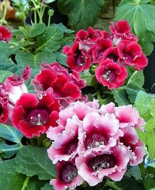 16種耐陰花,就算陽光不足,也能年年生長、開花