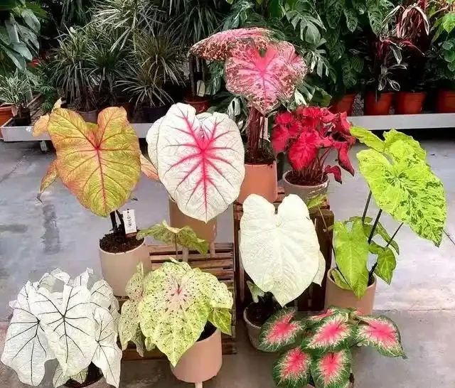 16種耐陰花,就算陽光不足,也能年年生長、開花