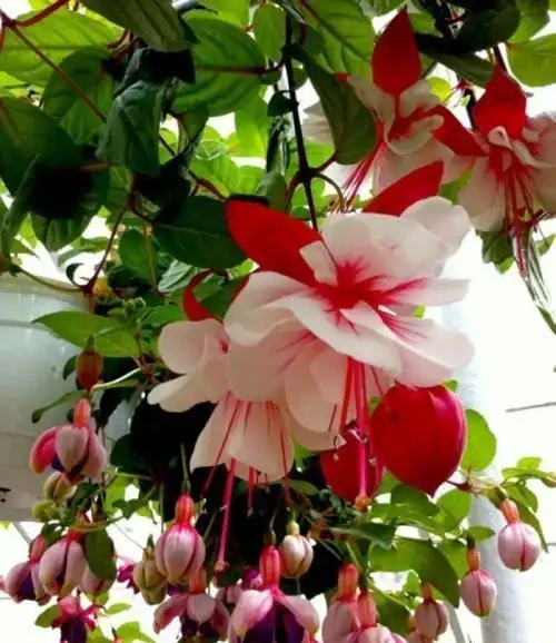 16種耐陰花,就算陽光不足,也能年年生長、開花