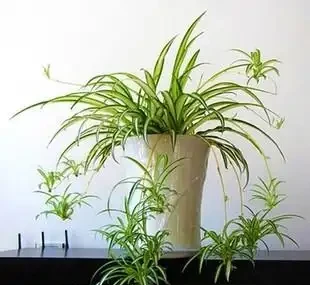 16種耐陰花,就算陽光不足,也能年年生長、開花