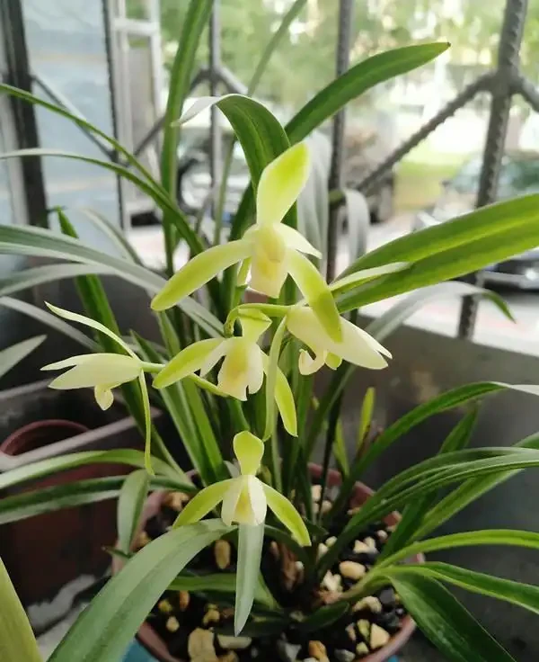 16種耐陰花,就算陽光不足,也能年年生長、開花