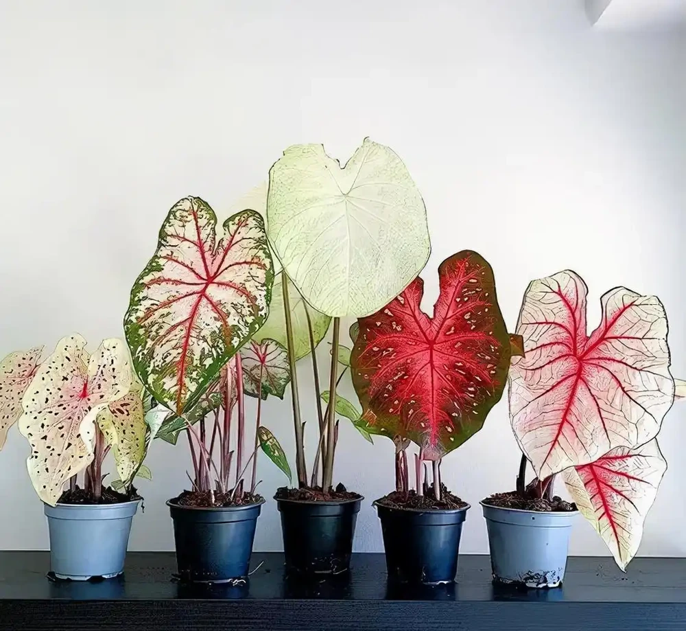 16種耐陰花,就算陽光不足,也能年年生長、開花