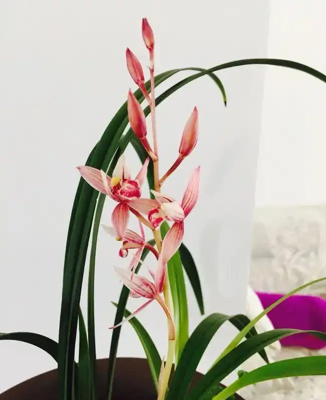 16種耐陰花,就算陽光不足,也能年年生長、開花