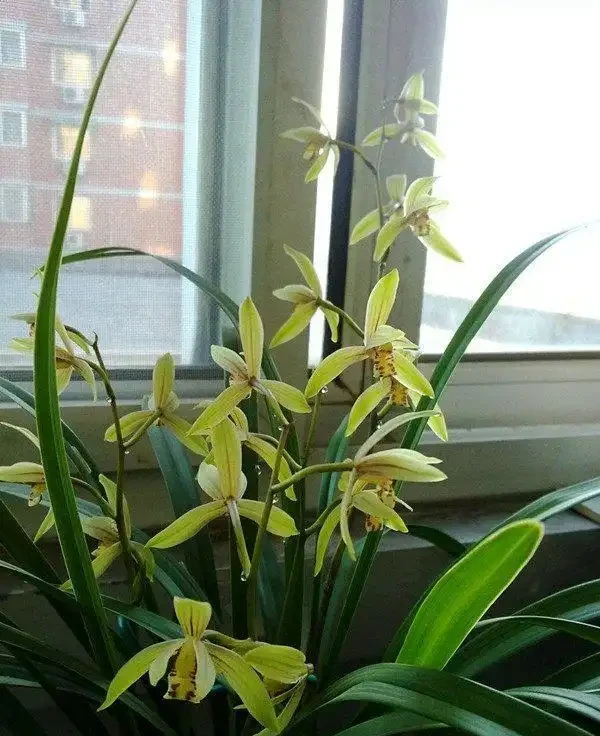 16種耐陰花，就算陽光不足，也能年年生長、開花