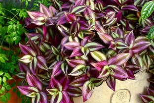 16種耐陰花，就算陽光不足，也能年年生長、開花