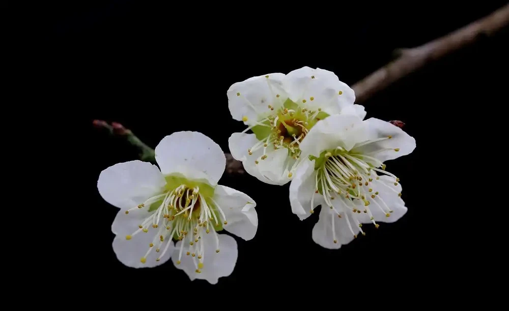 20種常見的「安全花」,家裡有孕婦小孩也不怕,無毒無害很安全