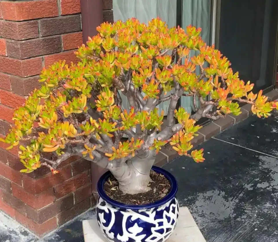 公認的「八種旺財花」，適合養家裡，不僅寓意好，還很養人