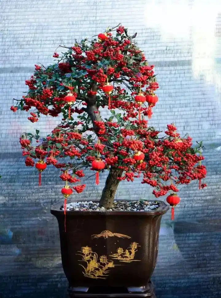 公認的「八種旺財花」，適合養家裡，不僅寓意好，還很養人