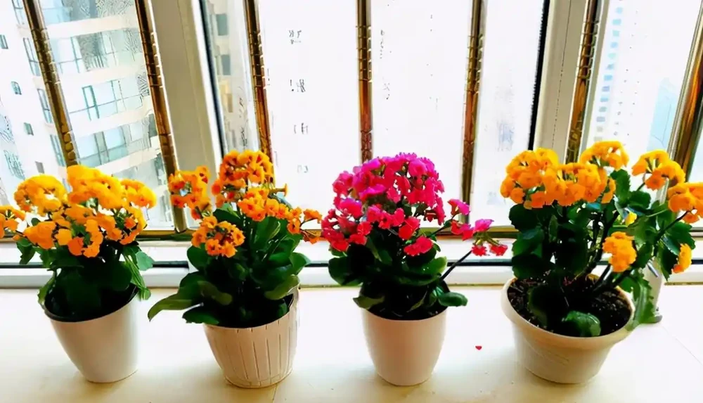 公認的「八種旺財花」，適合養家裡，不僅寓意好，還很養人