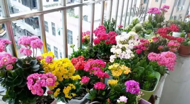 公認的「八種旺財花」，適合養家裡，不僅寓意好，還很養人