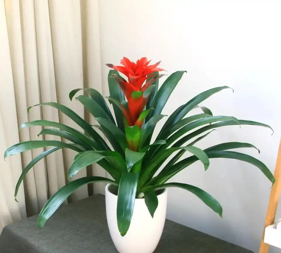 公認的「八種旺財花」，適合養家裡，不僅寓意好，還很養人