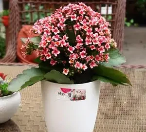 公認的「八種旺財花」，適合養家裡，不僅寓意好，還很養人