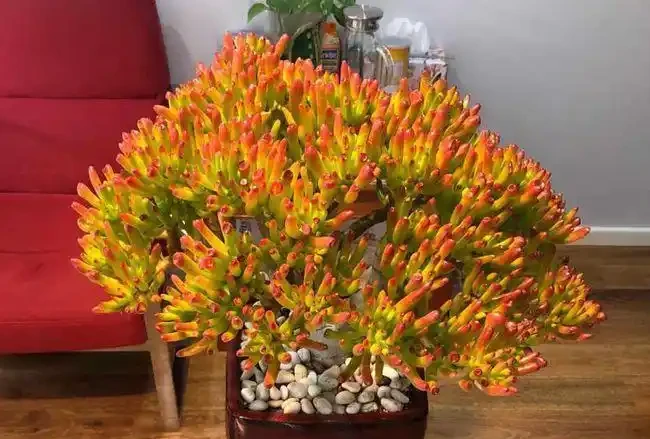 公認的「八種旺財花」，適合養家裡，不僅寓意好，還很養人