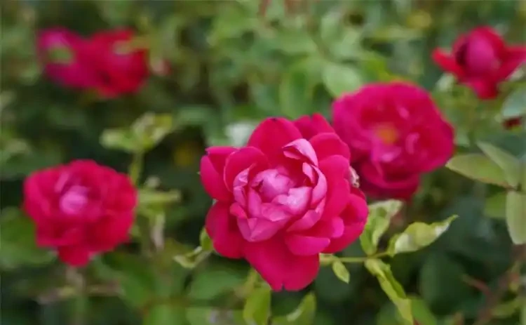 玫瑰花杆上長白斑別擔心，修剪加消毒，保持良好通風，輕鬆解決