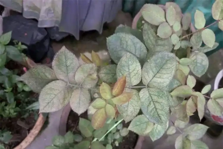 玫瑰花杆上長白斑別擔心，修剪加消毒，保持良好通風，輕鬆解決