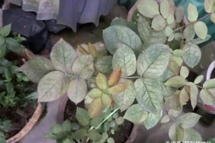玫瑰花杆上長白斑別擔心，修剪加消毒，保持良好通風，輕鬆解決