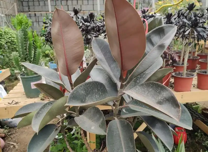 養花要施肥,養觀葉植物要用「長葉肥」,不會施肥可以選擇這幾種