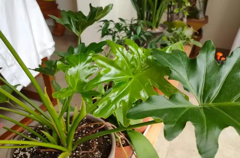 養花要施肥,養觀葉植物要用「長葉肥」,不會施肥可以選擇這幾種