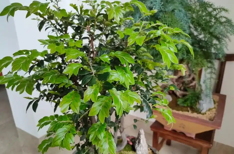 養花要施肥,養觀葉植物要用「長葉肥」,不會施肥可以選擇這幾種