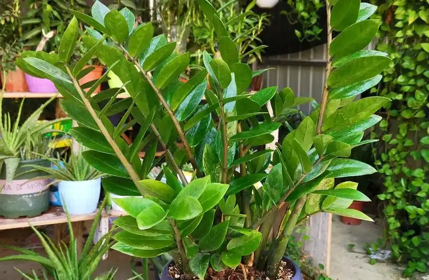 養花要施肥,養觀葉植物要用「長葉肥」,不會施肥可以選擇這幾種