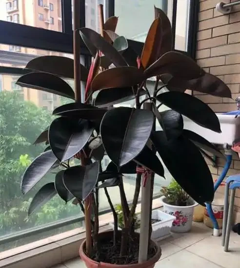 養花要施肥,養觀葉植物要用「長葉肥」,不會施肥可以選擇這幾種