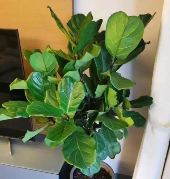 養花要施肥,養觀葉植物要用「長葉肥」,不會施肥可以選擇這幾種