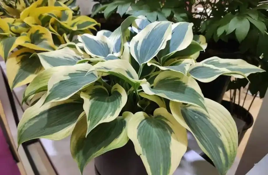 養花要施肥,養觀葉植物要用「長葉肥」,不會施肥可以選擇這幾種