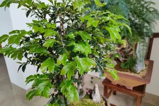 養花要施肥，養觀葉植物要用「長葉肥」，不會施肥可以選擇這幾種