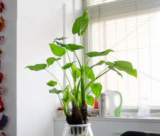 海芋葉子發黃是什麼原因？怎麼處理？