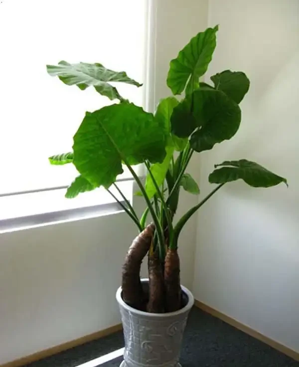 海芋葉子發黃是什麼原因？怎麼處理？