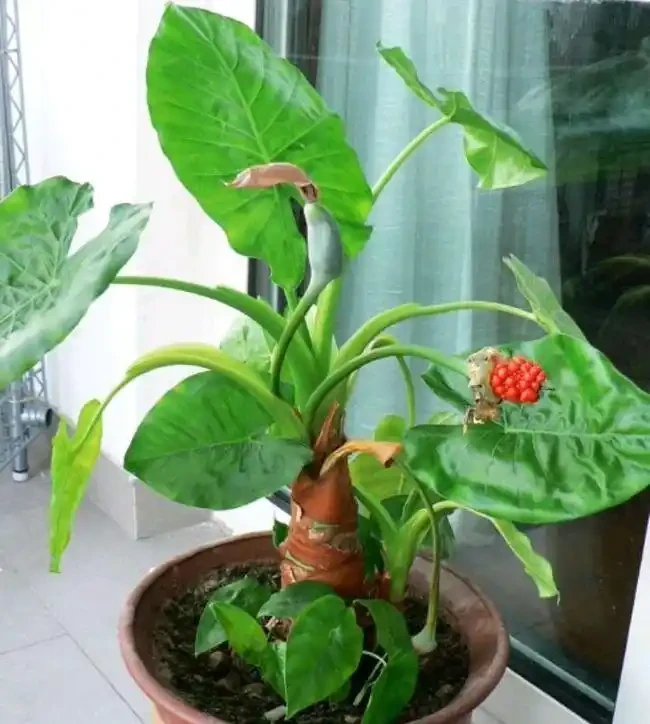 海芋葉子發黃是什麼原因？怎麼處理？