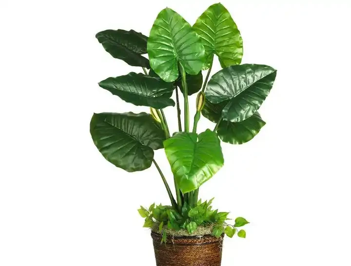 海芋葉子發黃是什麼原因？怎麼處理？