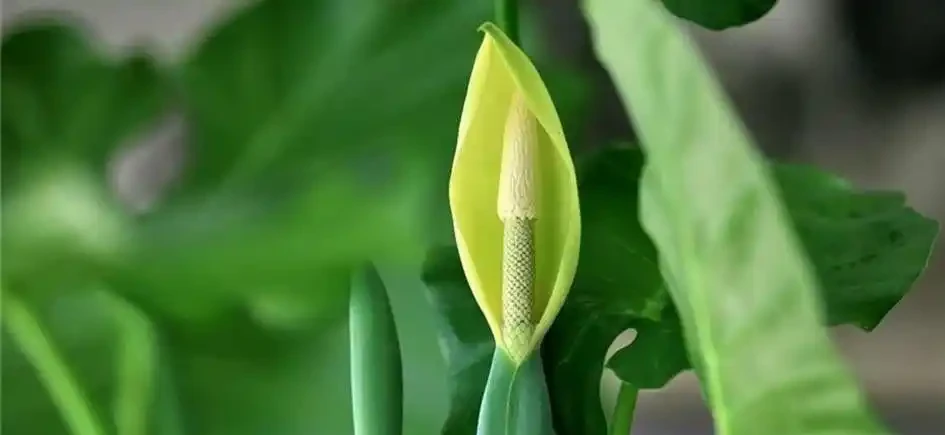 海芋葉子發黃是什麼原因？怎麼處理？