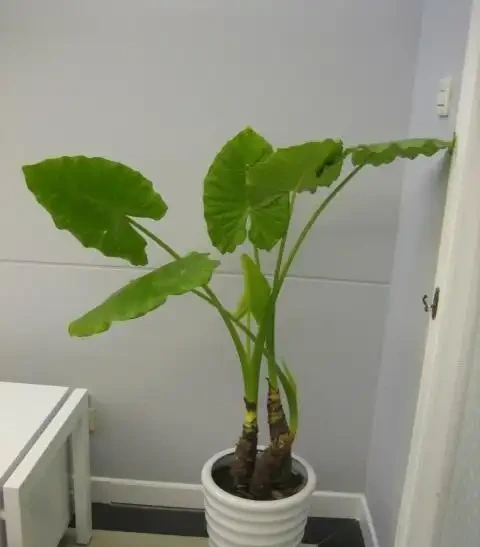 海芋葉子發黃是什麼原因？怎麼處理？