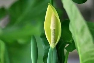 海芋葉子發黃是什麼原因？怎麼處理？