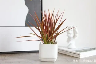 細葉竹蕉葉尖乾枯發黃，可能是這個原因導致的，找到應對方法很重要