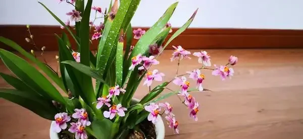 奶奶對我說臥室別養5類花,仔細想想,不是迷信,而是真的有道理