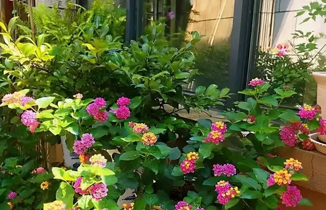 奶奶對我說臥室別養5類花，仔細想想，不是迷信，而是真的有道理