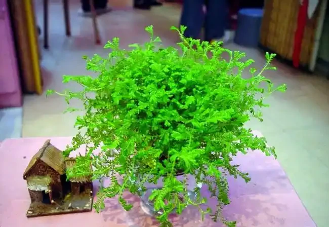 奶奶對我說臥室別養5類花，仔細想想，不是迷信，而是真的有道理