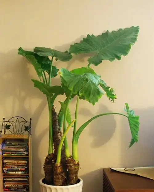 奶奶對我說臥室別養5類花，仔細想想，不是迷信，而是真的有道理
