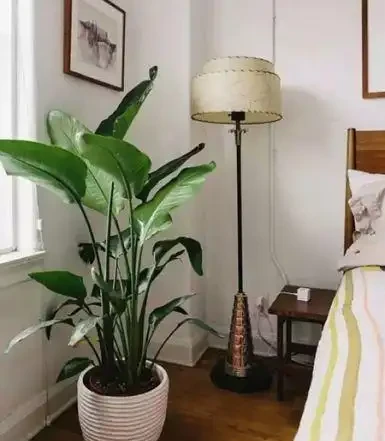 奶奶對我說臥室別養5類花,仔細想想,不是迷信,而是真的有道理