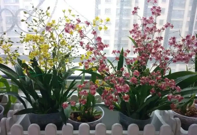 奶奶對我說臥室別養5類花，仔細想想，不是迷信，而是真的有道理