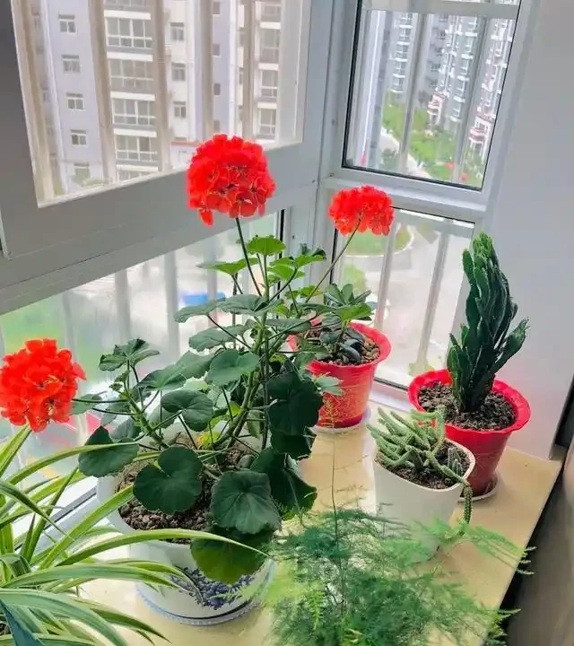 奶奶對我說臥室別養5類花,仔細想想,不是迷信,而是真的有道理
