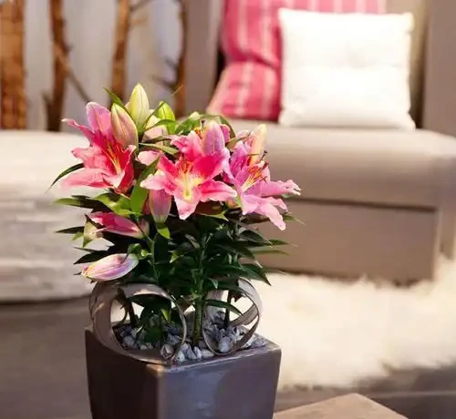 奶奶對我說臥室別養5類花，仔細想想，不是迷信，而是真的有道理